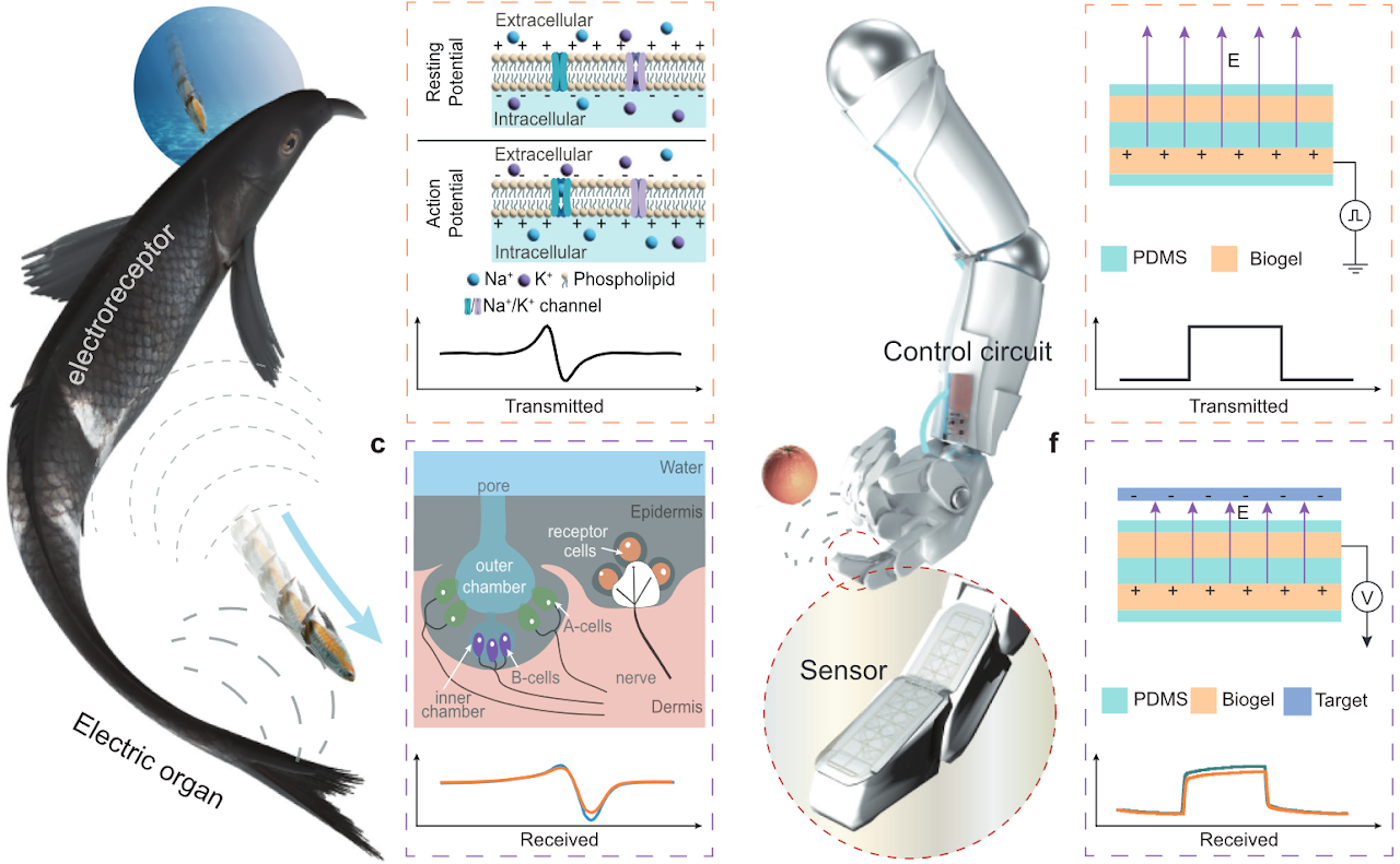 Mormyroidea-inspired electronic skin for active non-contact three-dimensional tracking and sensing